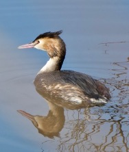 Haubentaucher - Foto NVN